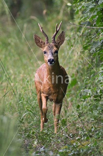 Roe Deer (Capreolus capreolus)