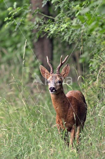 Roe Deer (Capreolus capreolus)