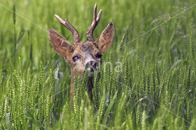 Roe Deer (Capreolus capreolus)