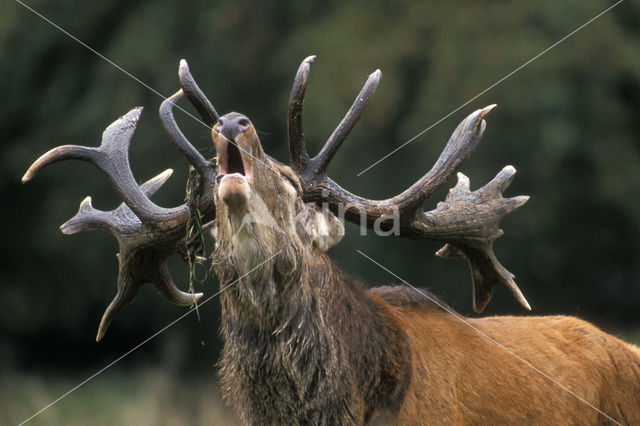 Red Deer (Cervus elaphus)