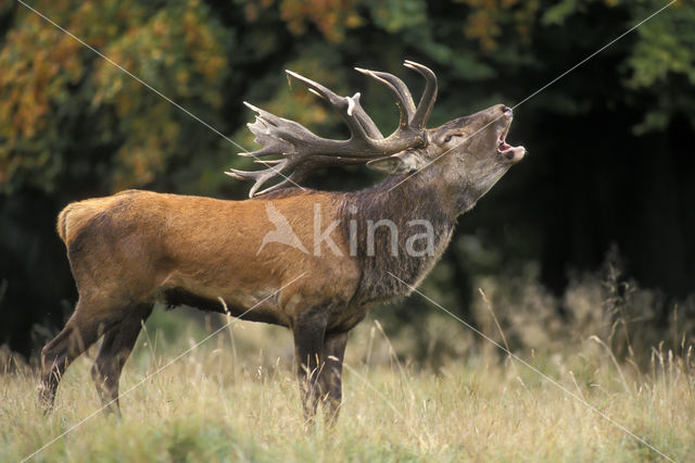 Red Deer (Cervus elaphus)