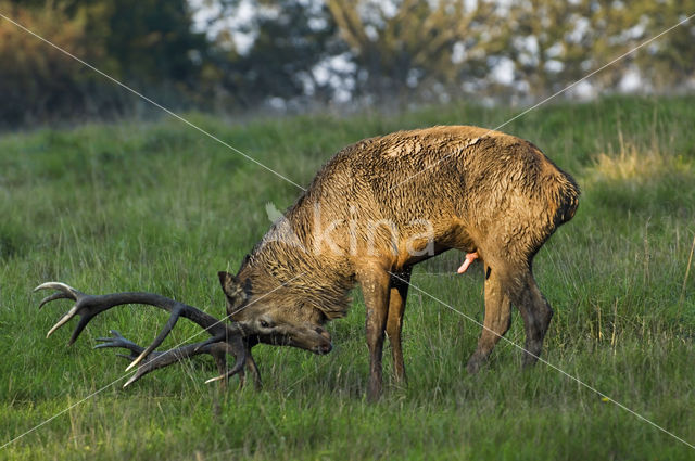 Red Deer (Cervus elaphus)