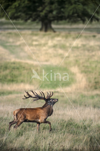 Red Deer (Cervus elaphus)