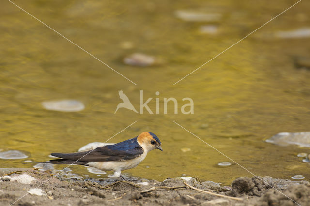 Red-rumped Swallow (Hirundo daurica)