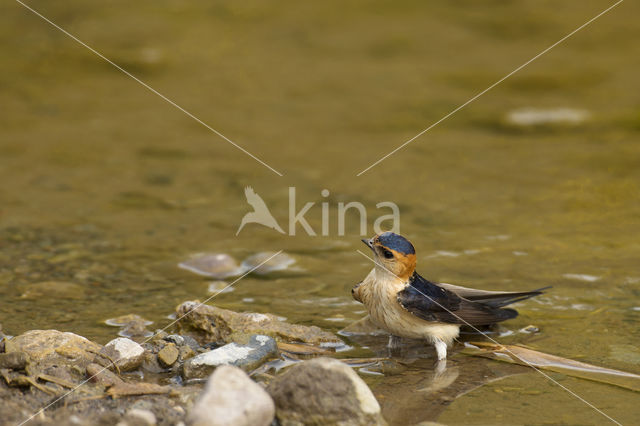 Roodstuitzwaluw (Hirundo daurica)