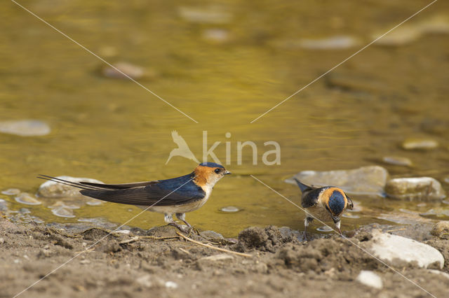 Roodstuitzwaluw (Hirundo daurica)