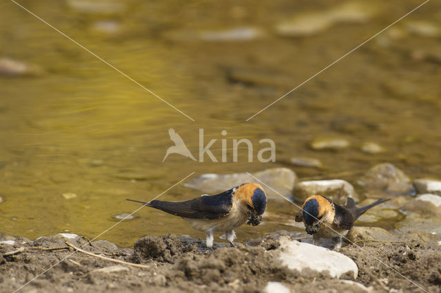 Roodstuitzwaluw (Hirundo daurica)