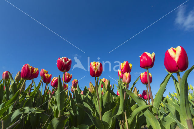 Tulip (Tulipa)