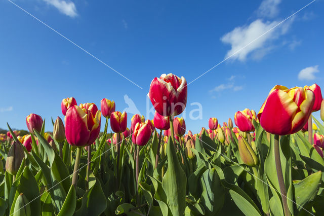 Tulip (Tulipa)