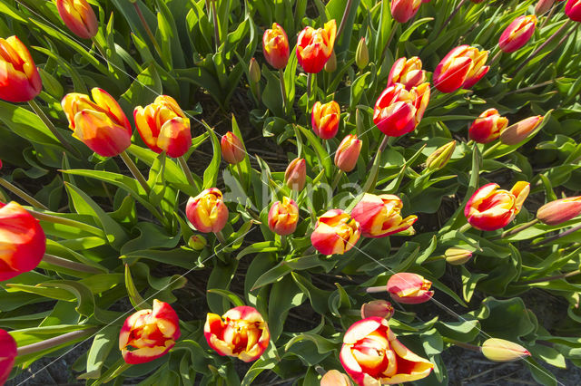 Tulp (Tulipa)