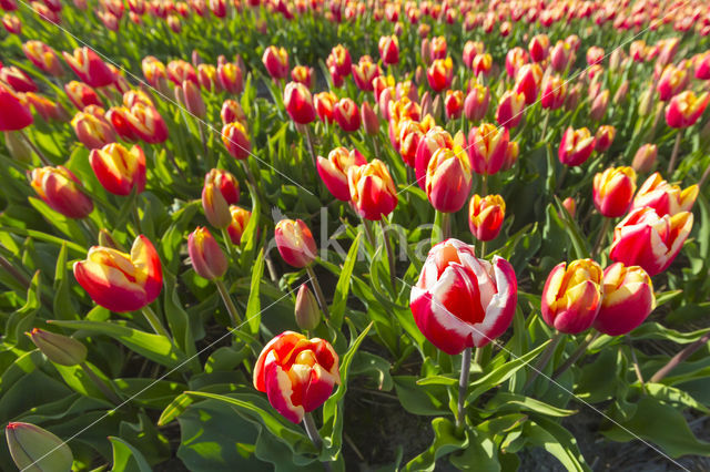 Tulp (Tulipa)