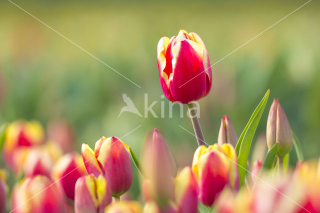 Tulip (Tulipa)