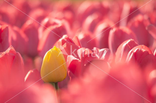 Tulp (Tulipa)