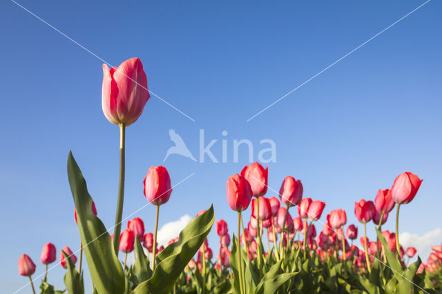 Tulip (Tulipa)