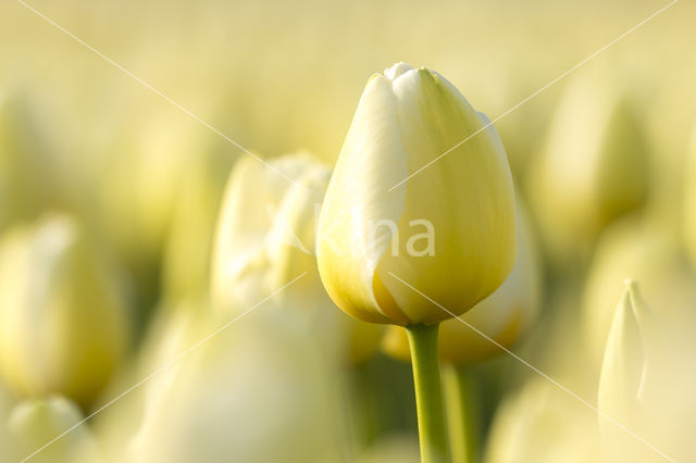 Tulp (Tulipa)