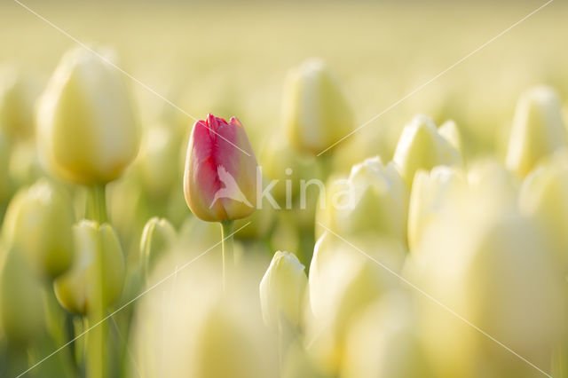 Tulip (Tulipa)