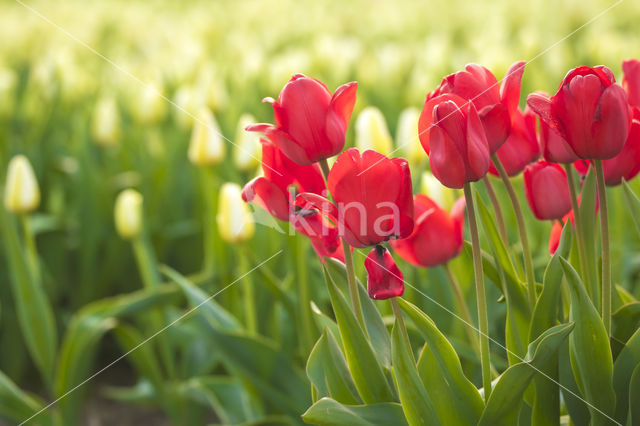 Tulip (Tulipa)