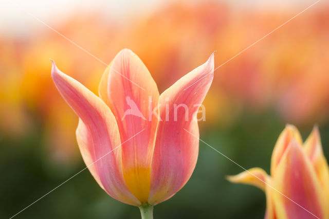 Tulip (Tulipa)