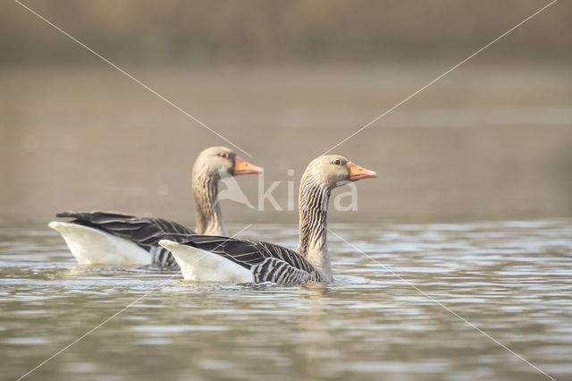 Grey Lag-Goose (Anser anser)