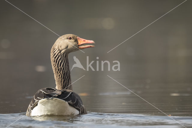 Grauwe Gans (Anser anser)