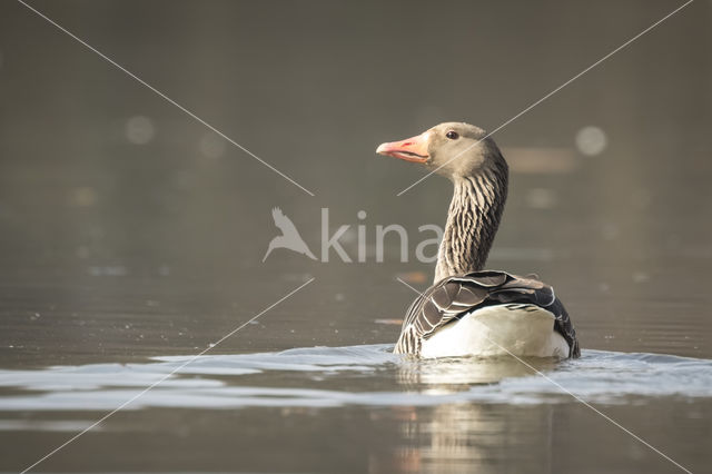 Grauwe Gans (Anser anser)