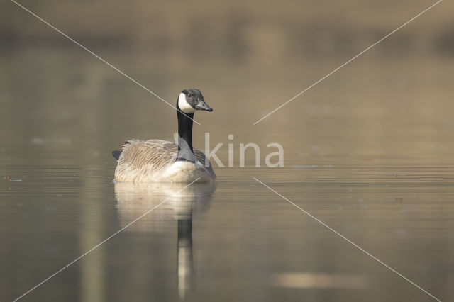 Canadese Gans (Branta canadensis)