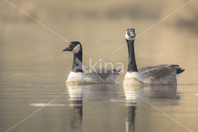 Canadese Gans (Branta canadensis)