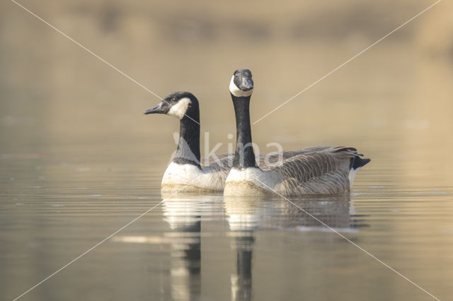 Canadese Gans (Branta canadensis)