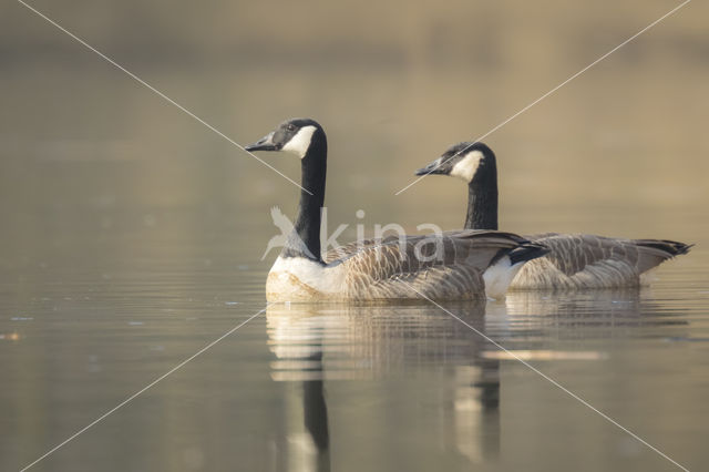 Canadese Gans (Branta canadensis)