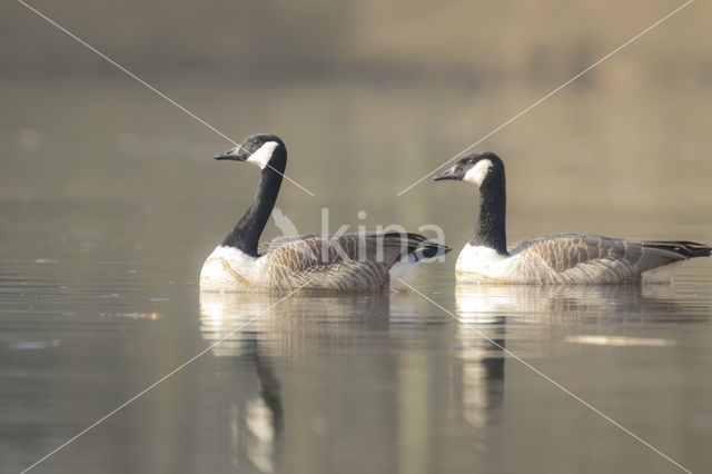 Canadese Gans (Branta canadensis)