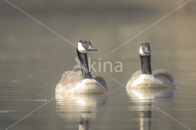 Canadese Gans (Branta canadensis)