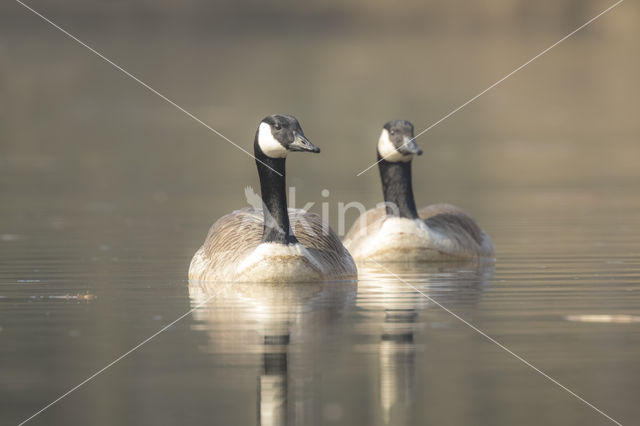 Canadese Gans (Branta canadensis)