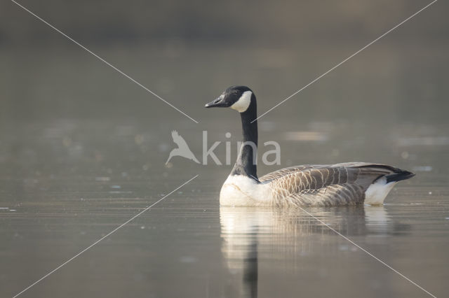 Canadese Gans (Branta canadensis)