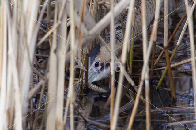 Bittern (Botaurus stellaris)