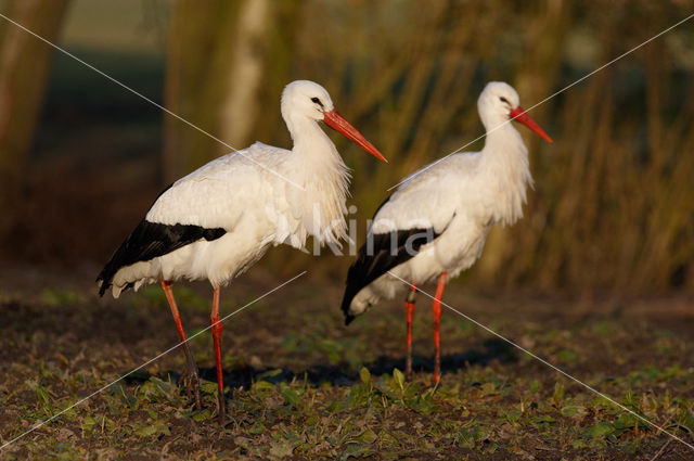 White Stork (Ciconia ciconia)