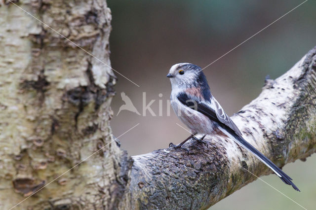 Staartmees (Aegithalos caudatus)