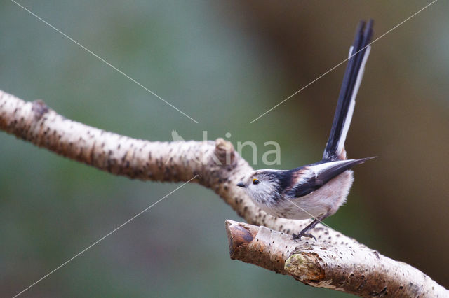 Long-tailed Tit (Aegithalos caudatus)