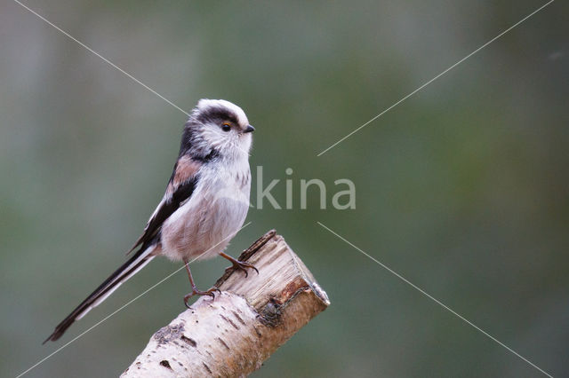 Long-tailed Tit (Aegithalos caudatus)