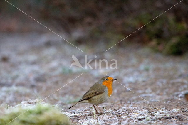 European Robin (Erithacus rubecula)