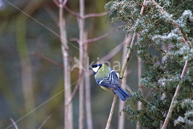 Great Tit (Parus major)