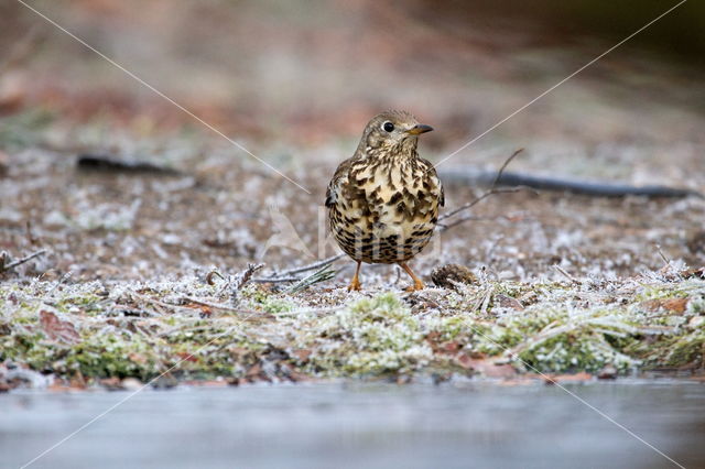 Song Thrush (Turdus philomelos)