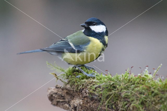 koolmees (Parus major minor)