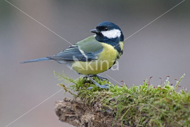 Parus major minor