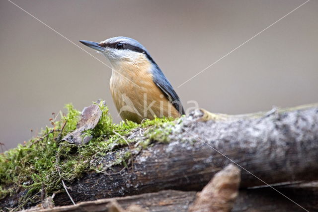 Boomklever (Sitta europaea caesia)