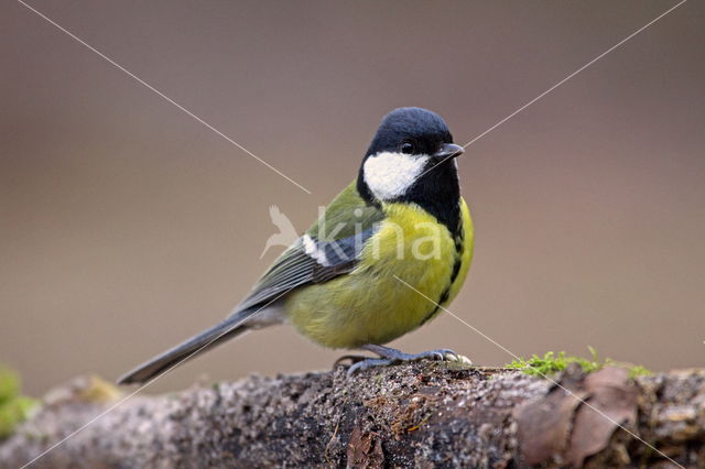 koolmees (Parus major cinereus)