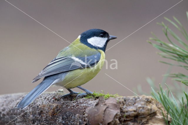 Great Tit (Parus major)