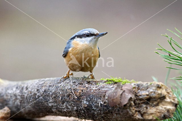 Boomklever (Sitta europaea caesia)