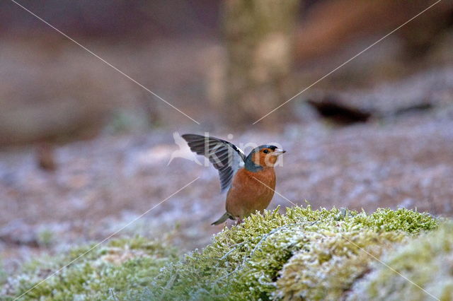 Vink (Fringilla coelebs)