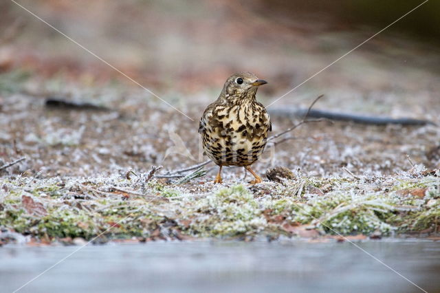 Zanglijster (Turdus philomelos)