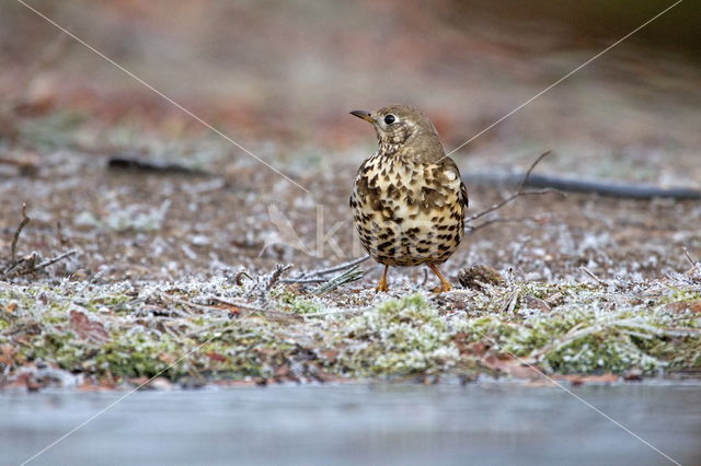 Song Thrush (Turdus philomelos)